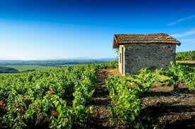 Vignoble du beaujolais Morgon