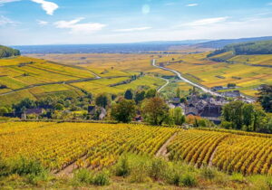 Vignoble Côte d'Or