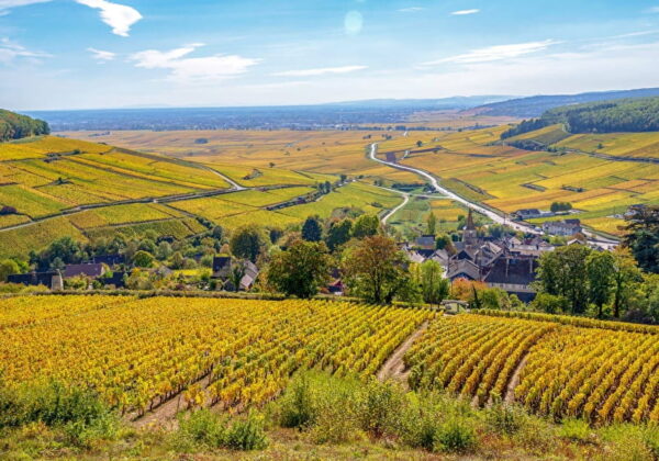 Vignoble Côte d'Or
